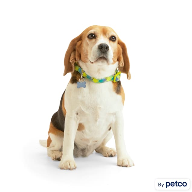 YOULY Yellow Blue Reflective Dog Collar Small Petco