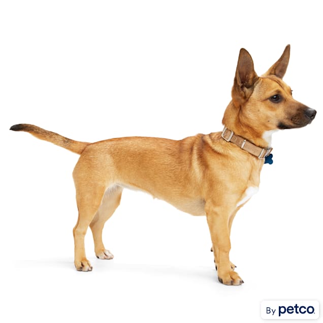 Reddy outlet dog accessories