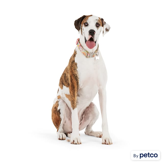 Dog collars new arrivals at petco
