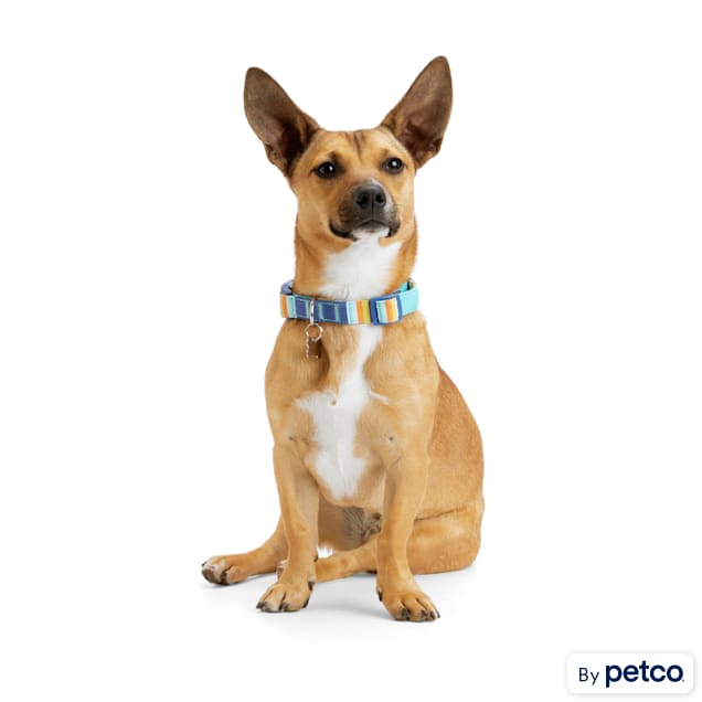 YOULY Medium Blue Stripe Dog Collar Secure Clasp
