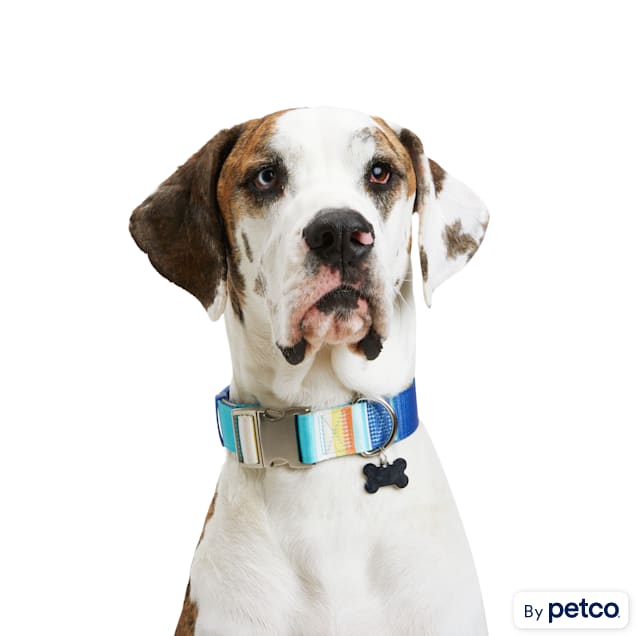 Petco dog harness cheap and leash