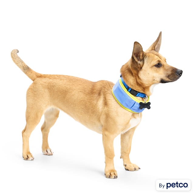 Dog collars new arrivals at petco
