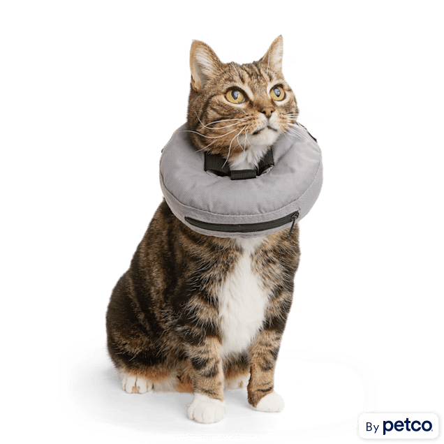 cat and cone collar