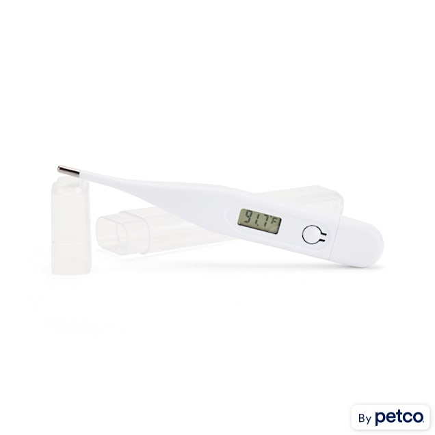The 3 best dog thermometers in 2023, according to vets
