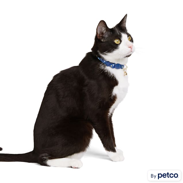 Cat sales muzzle petco