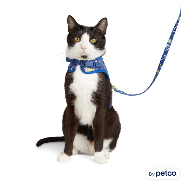 Kitty holster petco hotsell