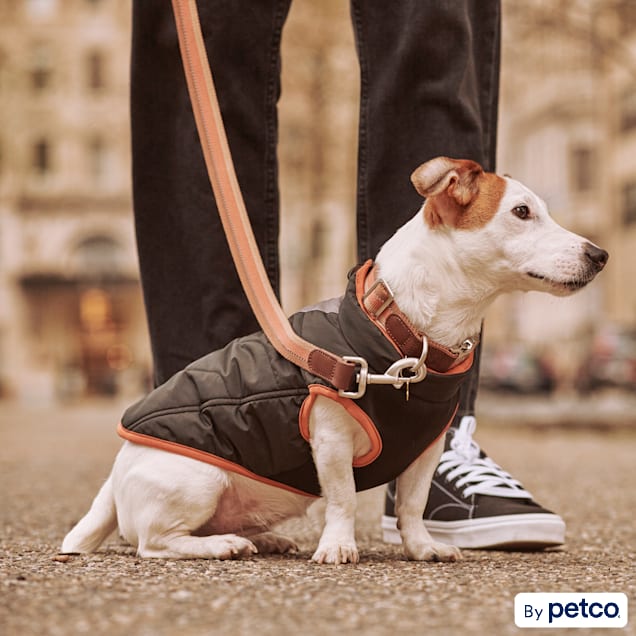 Petco reddy collar new arrivals