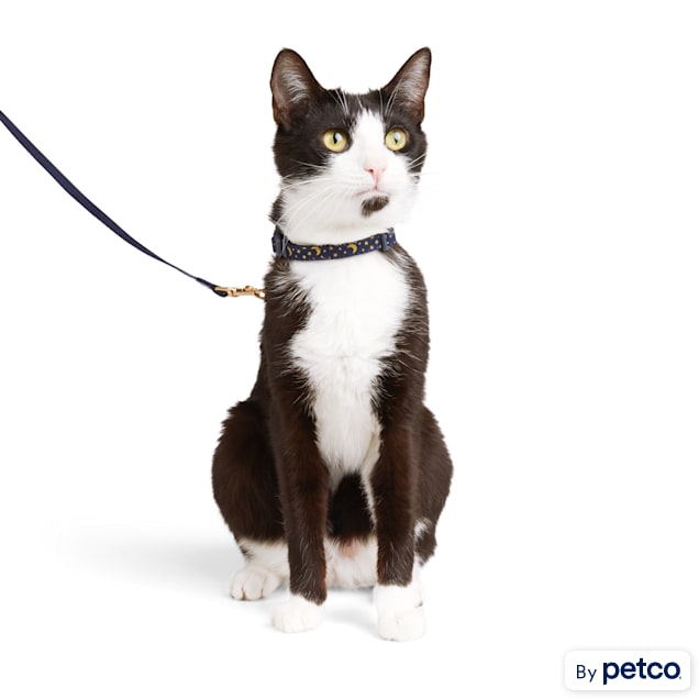 Kitty discount holster petco