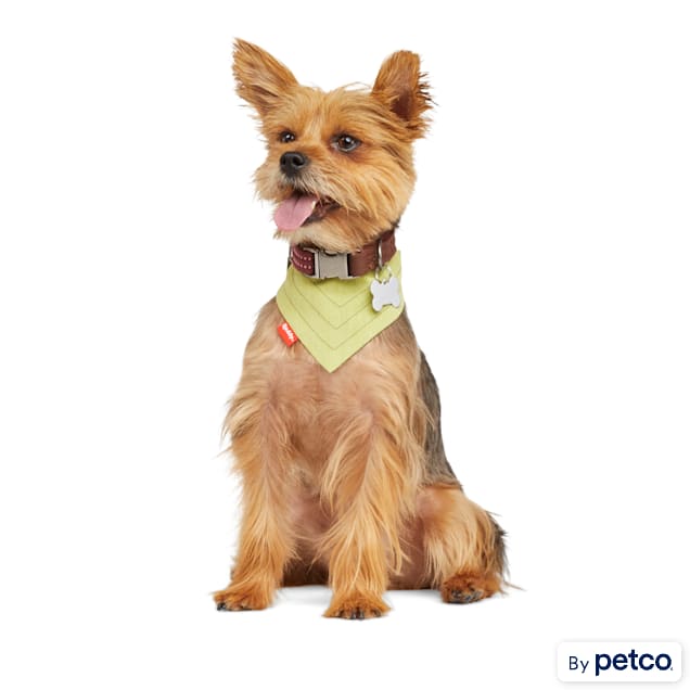 Petco small dog harness store