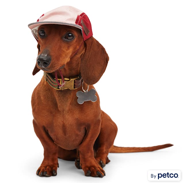 Dog hats petco clearance