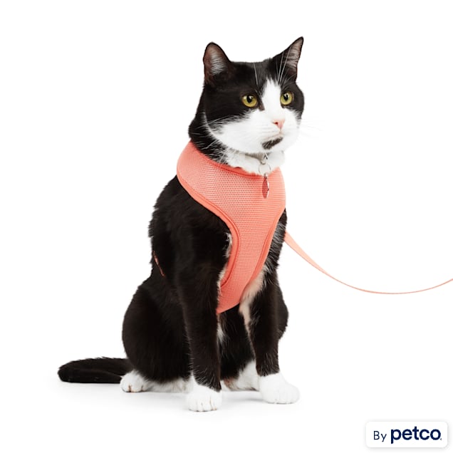 Kitten deals harness petco