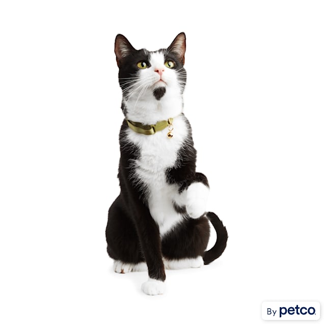 Petco cat best sale flea collar
