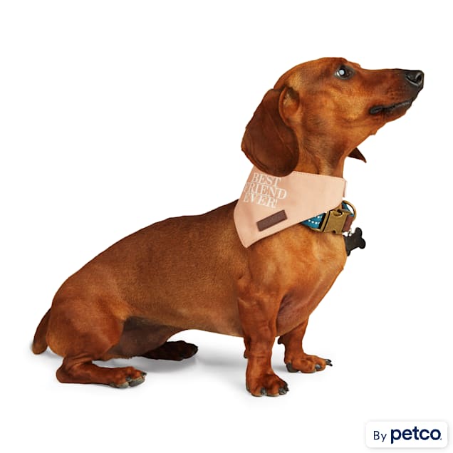 Bff shop dog collar