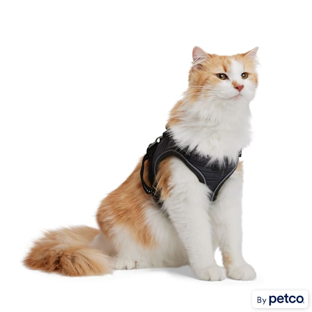 Petco cat harness and deals leash