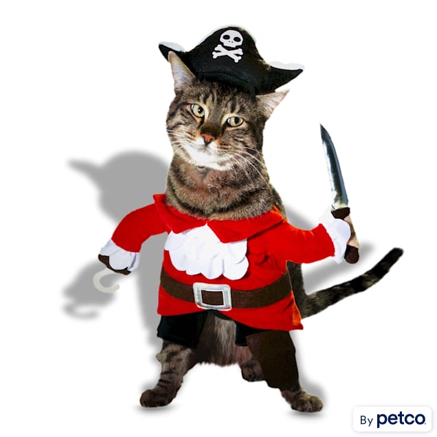 Cat wearing on sale pirate costume