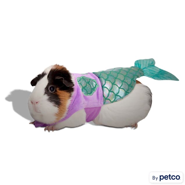Guinea pig mermaid on sale