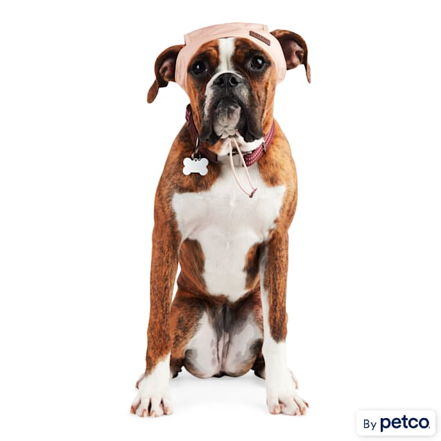 Dog hats sales petco