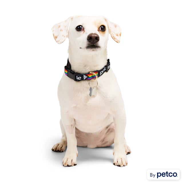 YOULY Pride Progress Flag Dog Collar, Small - Carousel image #1