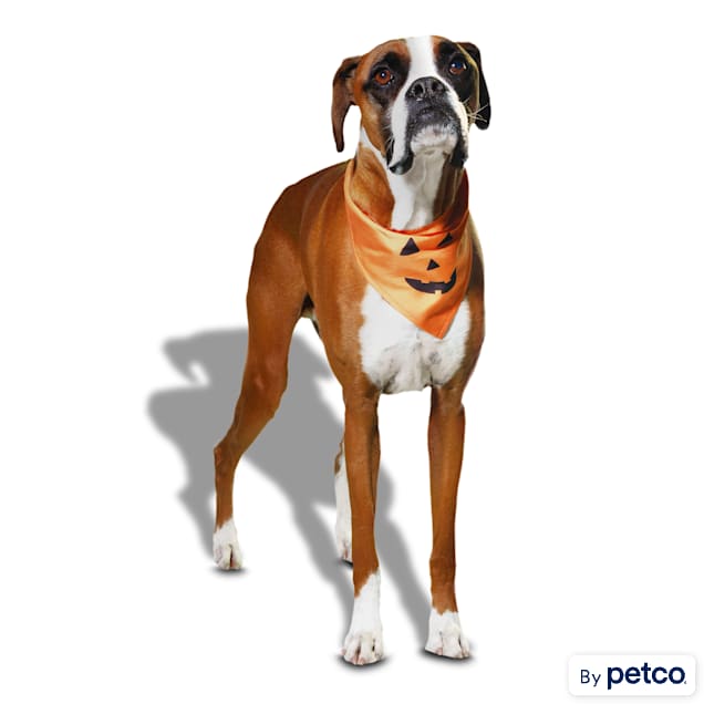 Bootique Pumpkin Jack-o-Lantern Dog Bandana, Small/Medium - Carousel image #1