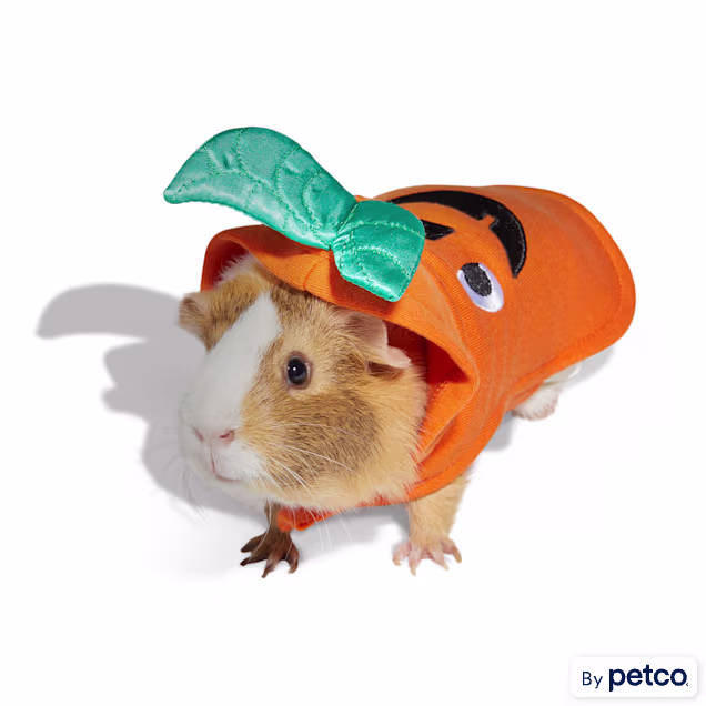 Bootique Jack-o-Lantern Small Animal Halloween Costume - Carousel image #1