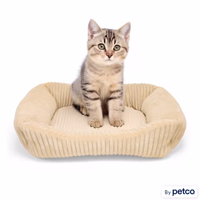 EveryYay Corduroy Rectangle Step-In Cat Bed, 18" L X 15" W X 5" H, Assorted - Carousel image #1