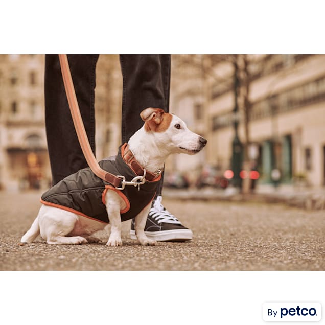 Petco reddy shop collar
