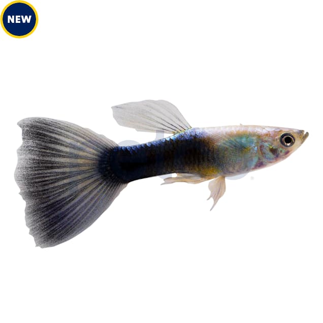 Male Turquoise Blue Tail Guppy (Poecilia reticulata) - Carousel image #1