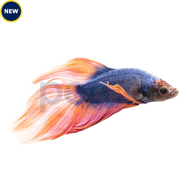 Male Mermaid Betta (Betta splendens) - Carousel image #1