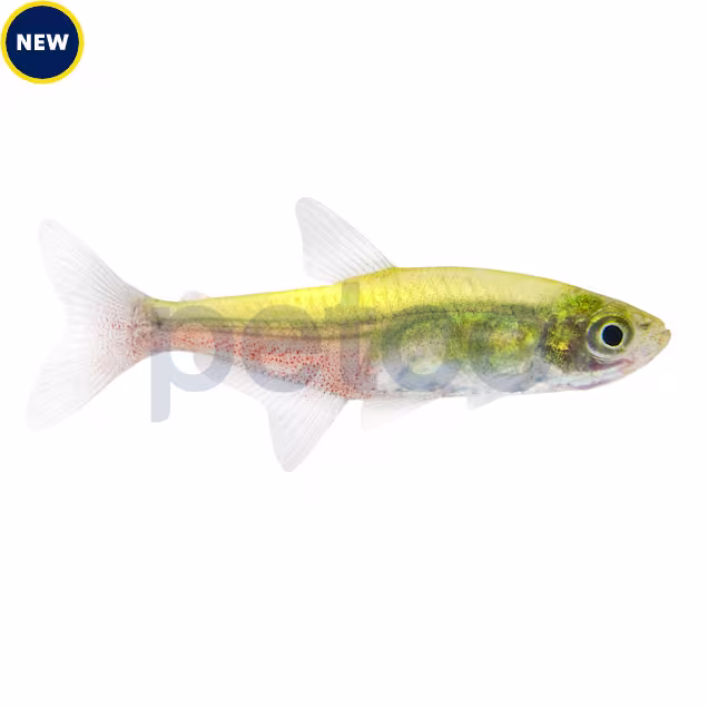 Green Fire Tetra (Aphyocharax rathbuni) - Carousel image #1