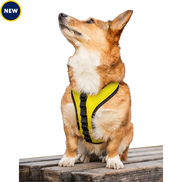 K9 harness fitting sale