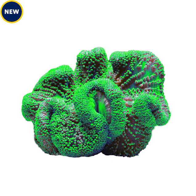 Metallic Green Carpet Anemone - Medium - Carousel image #1