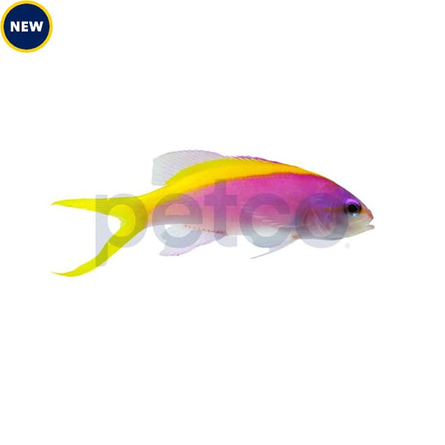 Yellowback Evansi Anthias 1"-2" - Carousel image #1