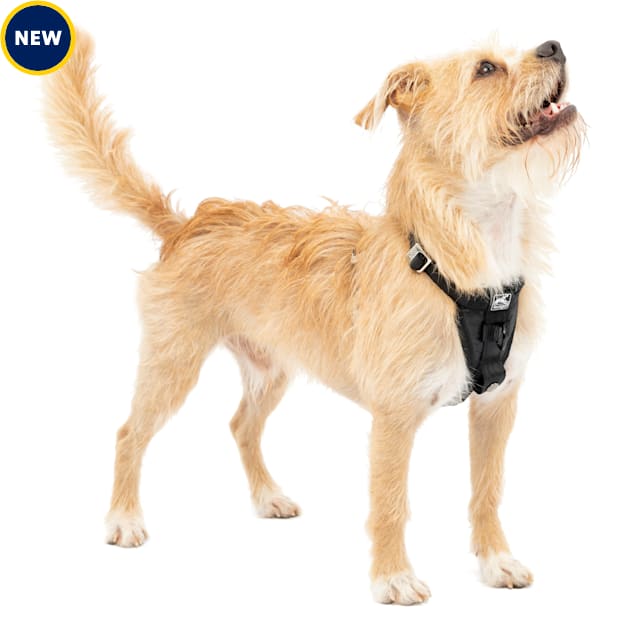 Kurgo crash cheap tested dog harness