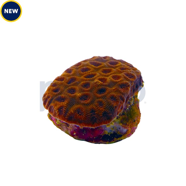 Red Eye with Dark Red Rim Brain Coral For Sale Petco