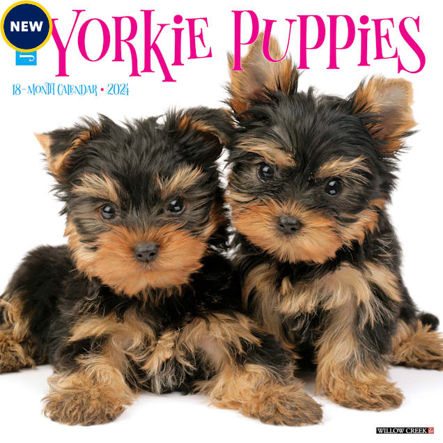 National Yorkie Day 2024 Dita Myrtle