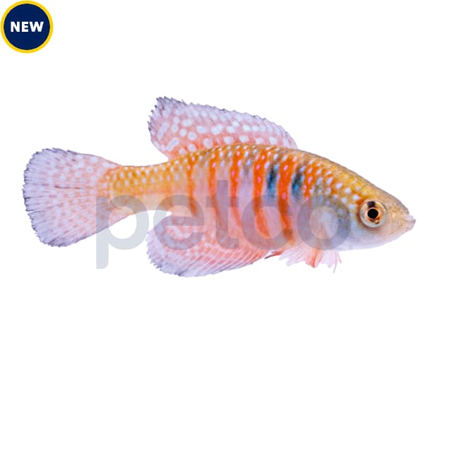 Magnificus Killifish - Carousel image #1