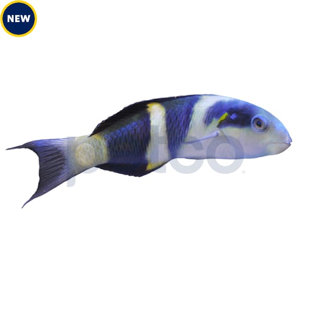 Jansen Saddle Wrasse - Medium, 2.75-3.75" - Carousel image #1