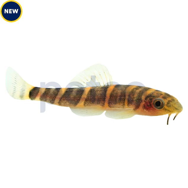 Freshwater eels for sale petco hotsell