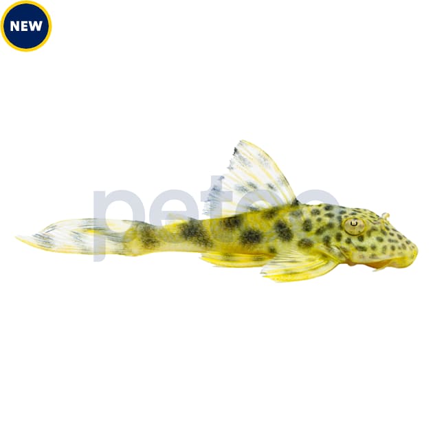Para Yellow Spotted Plecostomus For Sale L075 Petco