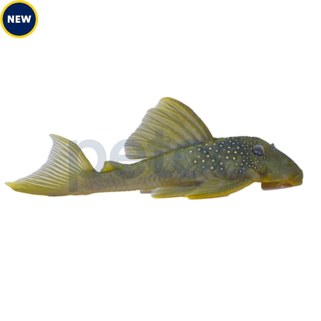 Green Phantom Plecostomus L 200 Petco