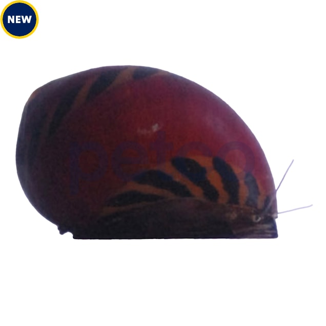 Red Racer Nerite Snail Petco