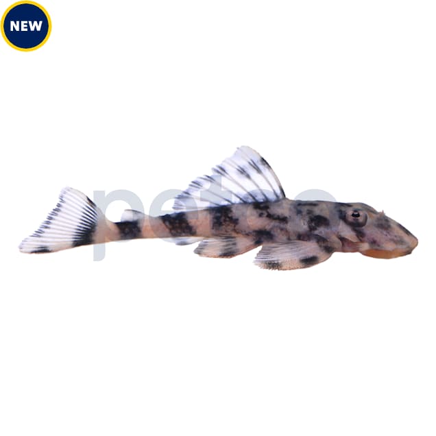 Butterfly Plecostomus For Sale L 052 Petco