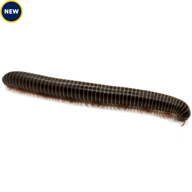 Giant Pink Foot African Millipede For Sale