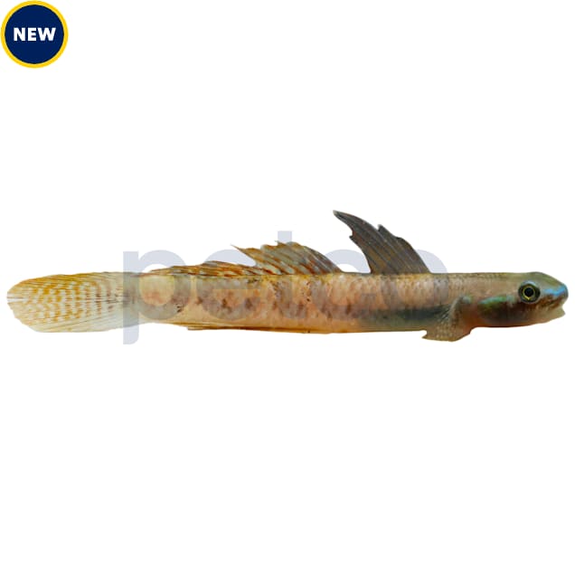 Rainbow Stiphodon Goby For Sale