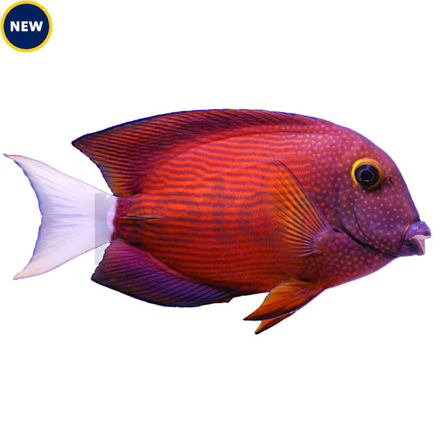 Petco discount yellow tang