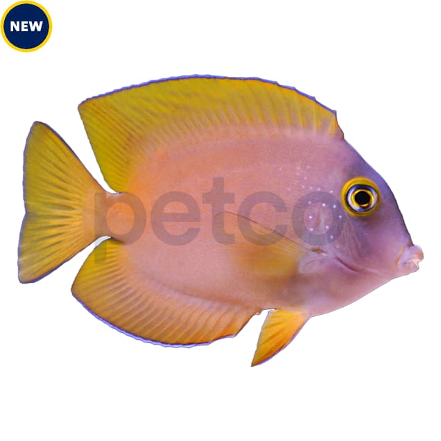 Yellow tang petco best sale