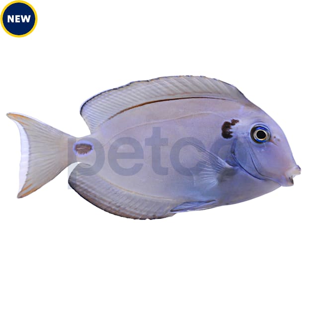 Blue tang petco cheap