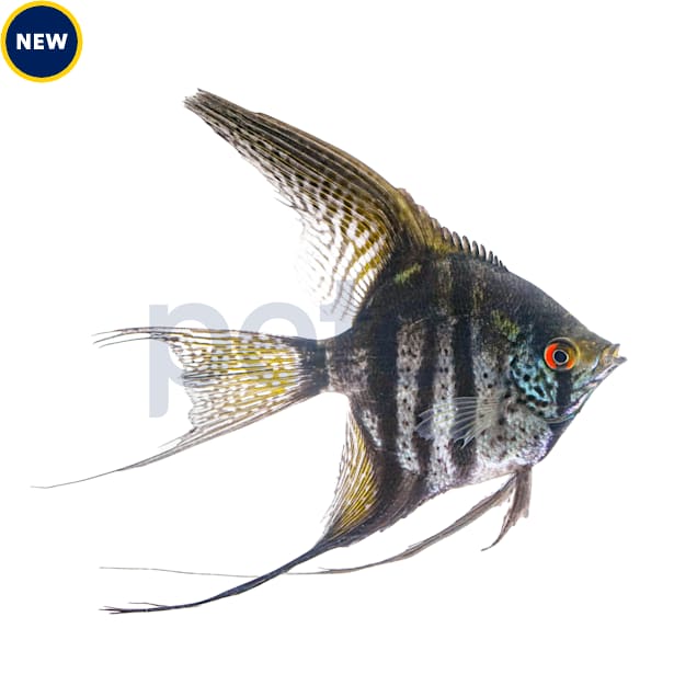 Zebra Lace Veil Angelfish For Sale Petco