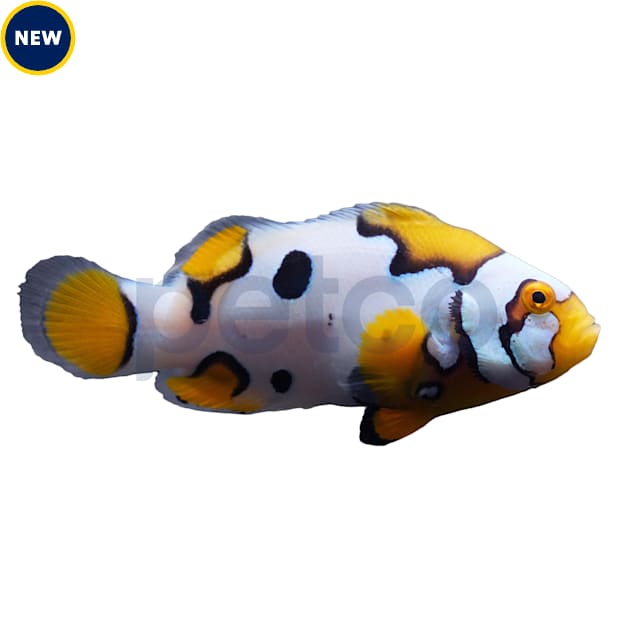 Clownfish for sale petco sale