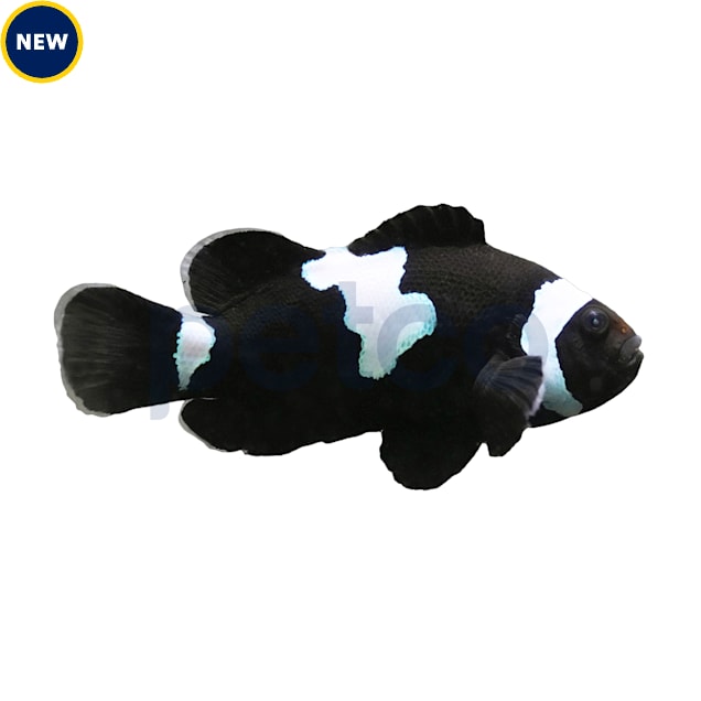 Clownfish for sale petco best sale